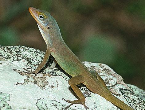 7; Corke, 1987), and also to Trinidad, which was previously inoculated by humans with several southern Lesser Antillean anoles (White and Hailey, 2006).