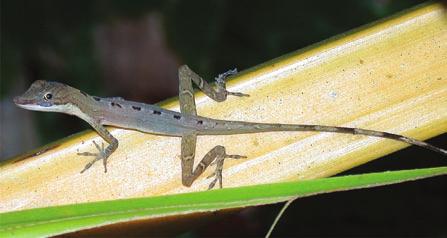 A B FIGURE 16.9 Predator and prey in the Costa Rican rainforest.