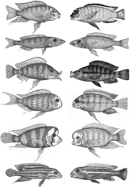 FIGURE 17.1 Convergent evolution in cichlid fishes in the African Great Lakes. Fish in the left column are from Lake Tanganyika and fish on the right are from Lake Malawi.
