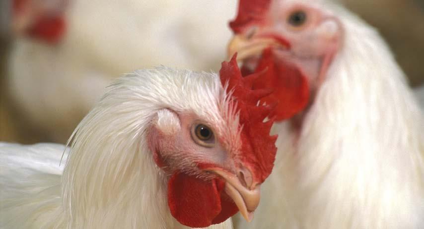 BTSF elearning 2014 Welfare of poultry at