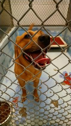 Shelter No ID - NPR A39724113 Mixed Breed, Large (over