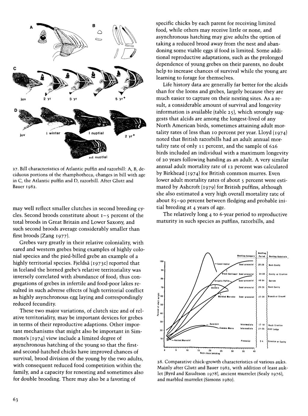 iuv 5 yr* 7. Bill characteristics of Atlantic puffin and razorbill: A, B, deciduous portions of the rhamphotheca; changes in bill with age in C, the Atlantic puffin and D, razorbill.