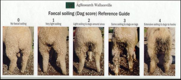 Indicator: Faecal soiling Assessment: Five point dag scale The extent of faecal soiling was assessed by eye and compared to a five point faecal soiling scale shown below (Figure 3.6).