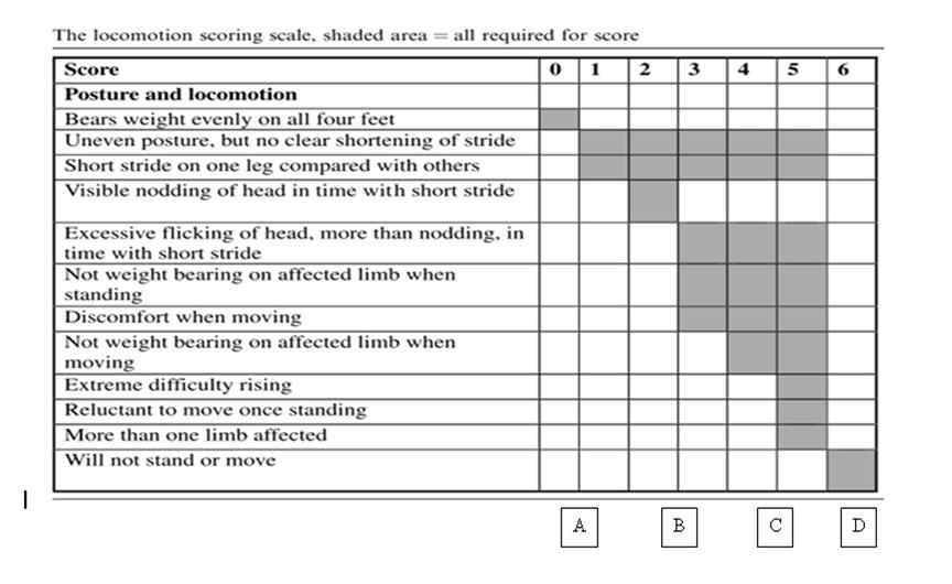 Figure 3.8 Gait score comprising of Kaler and Green's numerical lameness scale, and complementary novel four point scale below 3.4.