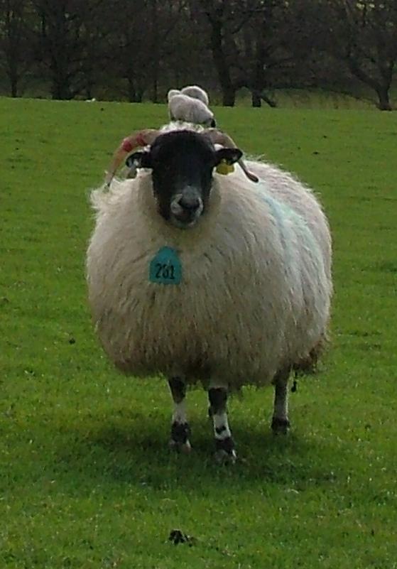 Figure 3.10 Ewe from sub-flock in lambing field.