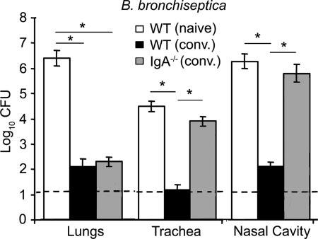 VOL. 75, 2007 IgA-MEDIATED IMMUNITY TO THE BORDETELLAE 4419 FIG. 3. Colonization of convalescent wild type (WT) and IgA / mice by B. bronchiseptica. Groups of four C57BL/6 (WT conv.