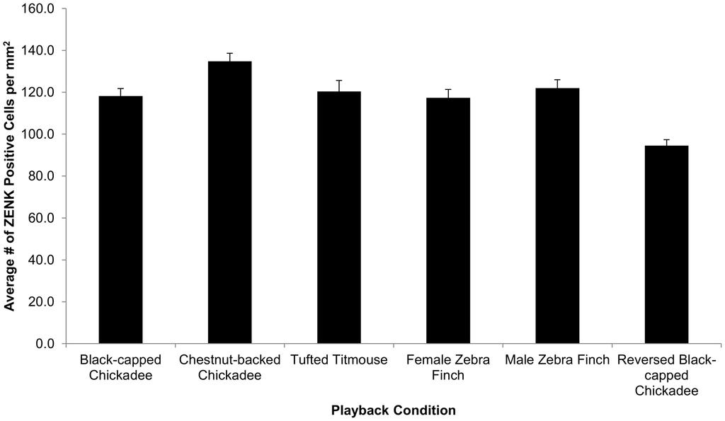 Figure 3. ZENK expression by playback condition. Playback condition was significant p,0.