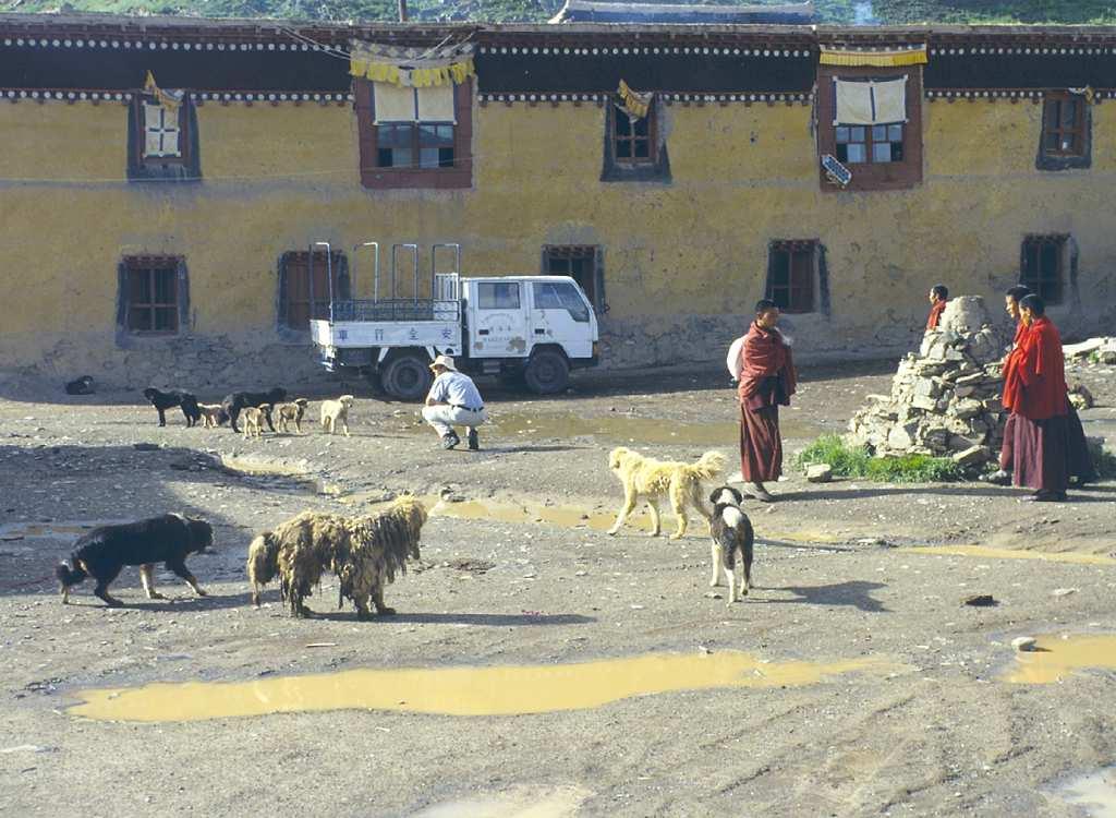 Arctic North America and western China (Tibet) Very diverse life cycles with several species of wild canids Domestic dogs are heavily involved and seems to be