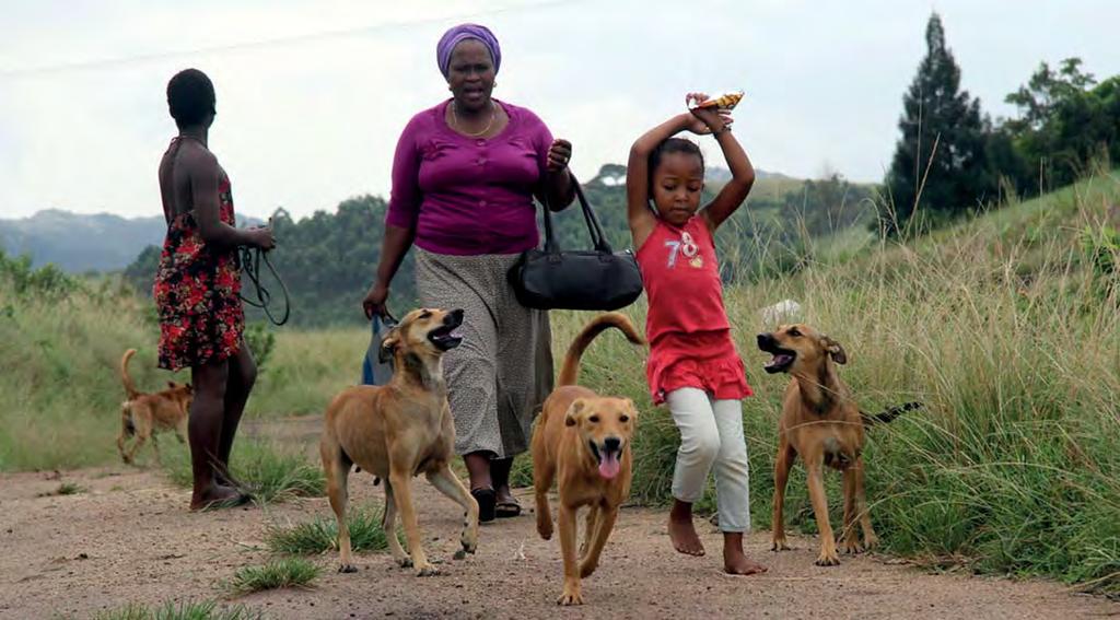 3 Interventions for dog-borne zoonoses 15 Elimination of canine-mediated rabies is a priority of the FAO OIE WHO tripartite.