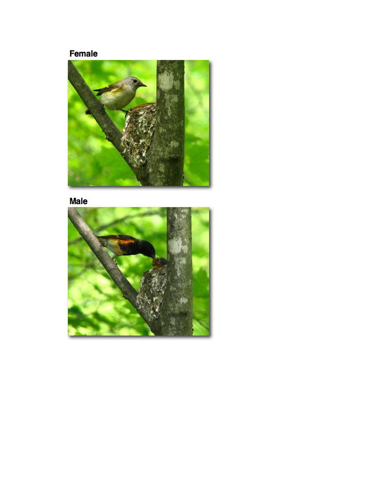 Figure 1.3. A pair of American redstarts feeding young at the nest (photos: M. Reudink).
