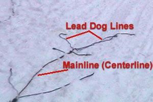 Wheel Dogs: Wheel dogs play a big role in control of the sled. While the musher steers the sled usually by leaning in the direction desired, this tends to skid the sled to the outside on corners.