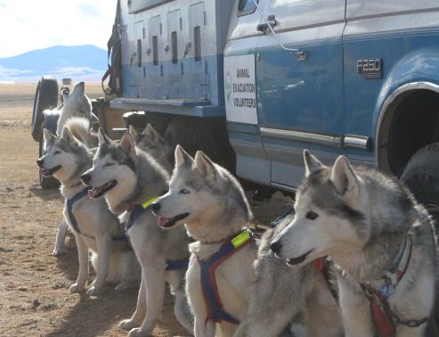 In the Company of Sled Dogs Anticipation is written all over the faces of the dogs and their handlers as the excitement