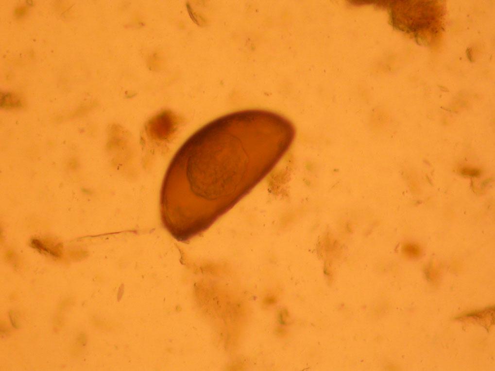 The parasite (mature female) found in the snake morphologically corresponds to nematodes of the family Dioctowittidae Chabaud et Le Van Hoa, 960; the characteristic features are the location in the