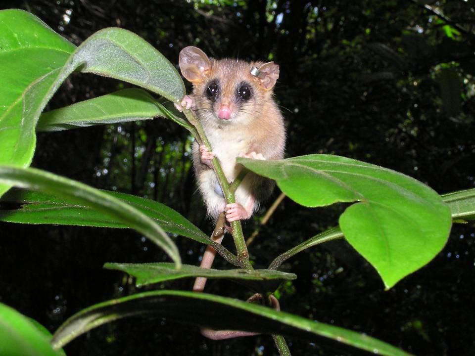 Vieira EM, Izar P 1999 - Interactions Between Aroids and Arboreal Mammals in the Brazilian Atlantic Rainforest - Plant Ecology 145: p75-82.
