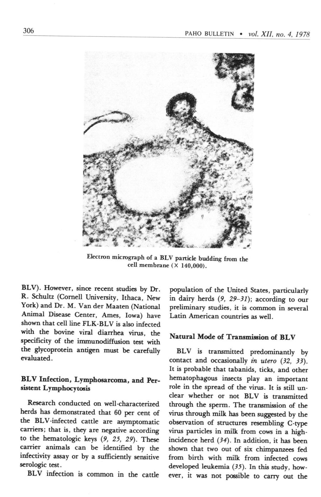 306 PAHO BULLETIN l vol. XII, no. 4, 1978 Electron micmgraph of a BLV particle budding from the cell membrane (X 140,000). BLV). However, since recent studies by Dr. R.