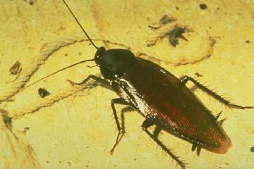Insects that need to run very fast usually have long, thin legs. Cockroaches have adapted long and thin legs to help them run away from predators quickly.