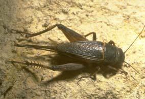 Grasshoppers and crickets live in fields with high grass. They need jumping legs to help them jump over the grass to get to food, shelter and water. Fleas also have very strong hind legs.