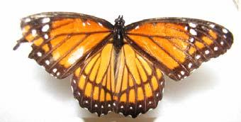 Butterflies are adapted for a life in the air and drinking nectar. Many butterflies are brightly colored to warn predators that they taste bad.