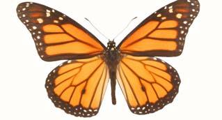 Another butterfly called the Viceroy is adapted to mimic the Monarch so predators won t eat it! Monarch Butterfly Viceroy Butterfly Butterfly wings are adapted for flying long distances.