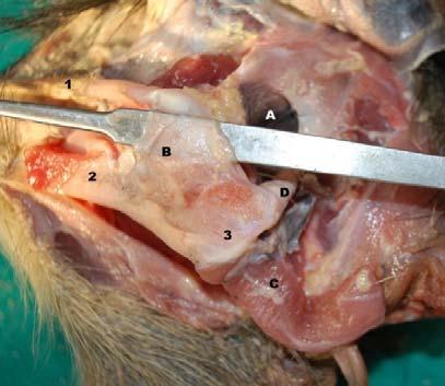 jugale, 2-. Proc. Retroarticularis, 3- Ramus mandibulae, A- Lig. Quadratojugomandibularae, B- Lig.