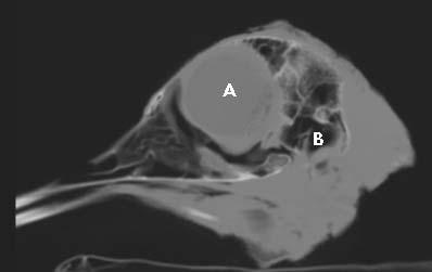 6: Photograph of the head of the ostrich (lateral view), left side. 1- Os jugale, 2- Ramus mandibulae, 3- Proc.