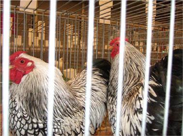 Left: The silver black laced males are too heavy.