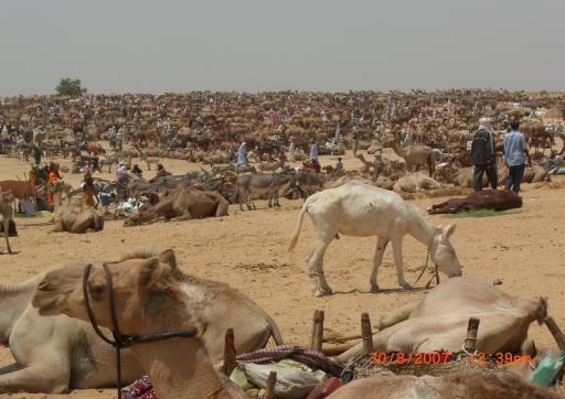 Context: Health and livestock system in Chad Livestock represents 53% of rural GDP 80% of