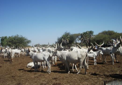 conflicts between communities Animal health is a major concern: shortage of personnel and
