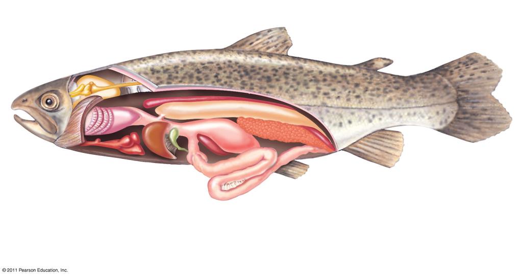 The Sewer The reproductive tract, excretory system, and digestive tract empty into a common cloaca Osteichthyes Ray-Finned Fishes and Lobe-Fins Osteichthyans includes the bony fish and tetrapods Most