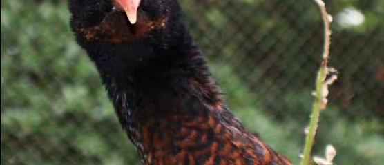 Chris Holmes Houston Zoo Bird