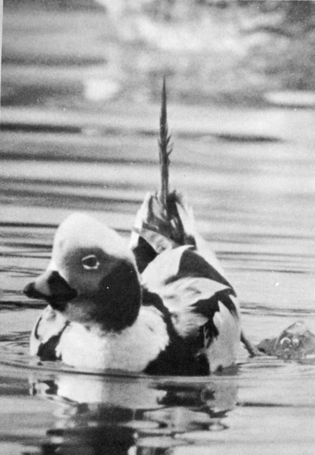 Long-tailed Duck, male,