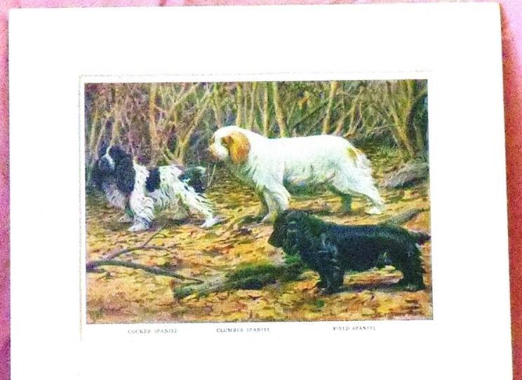 Send your bids to Matted print of 3 dogs from the early 1900 s.