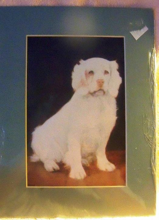 A matted print of a Clumber from the mid 90 s.