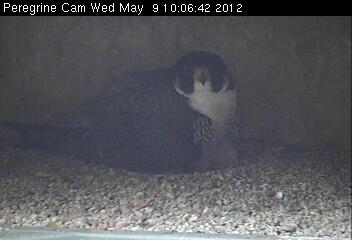 May 17, 2012 Things are looking good for the Jersey City peregrine chicks. Mild temperatures and growing chicks equal parents spending more time outside the nestbox.