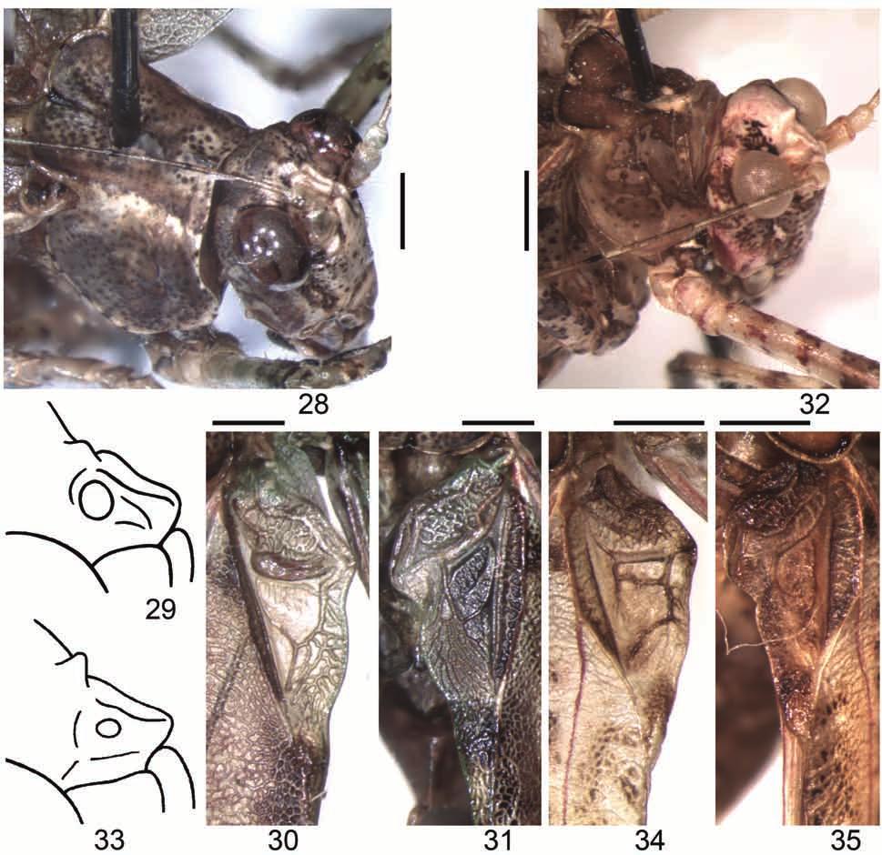 Systematics of American Tettigoniidae 5 489 Figs 28 35. Theia Br.-W.: 28 31 Th. carinata sp. nov.; 32 35 Th. misera (Br.-W.).