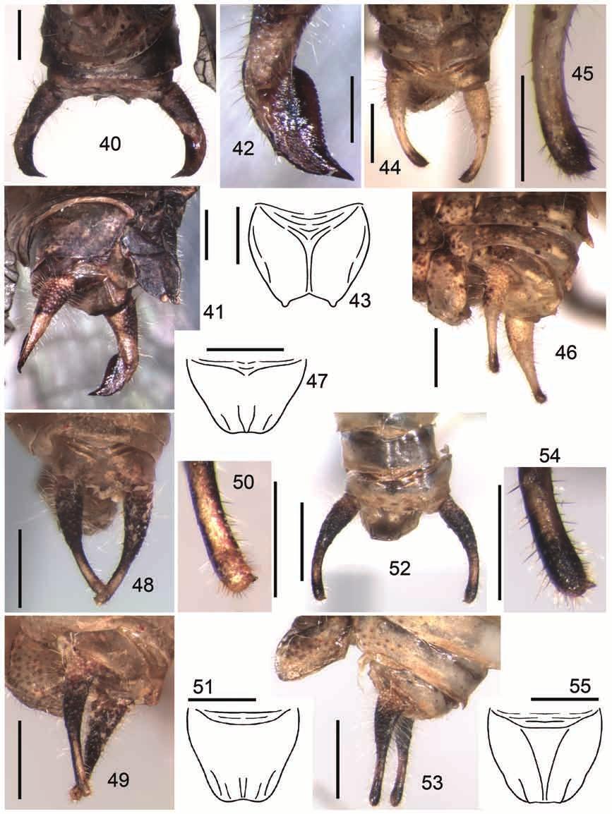 Systematics of American Tettigoniidae 5 491 Figs 40 55. Theia Br.-W., male: 40 43 Th. carinata sp. nov.; 44 47 Th. misera (Br.-W.); 48 51 Th. amazonica levis subsp. nov.; 52 55 Th.