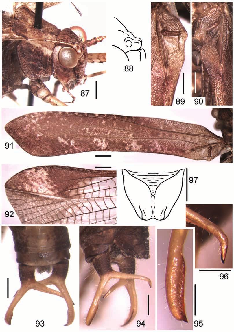 Systematics of American Tettigoniidae 5 501 Figs 87 97. Theia morona sp. nov.