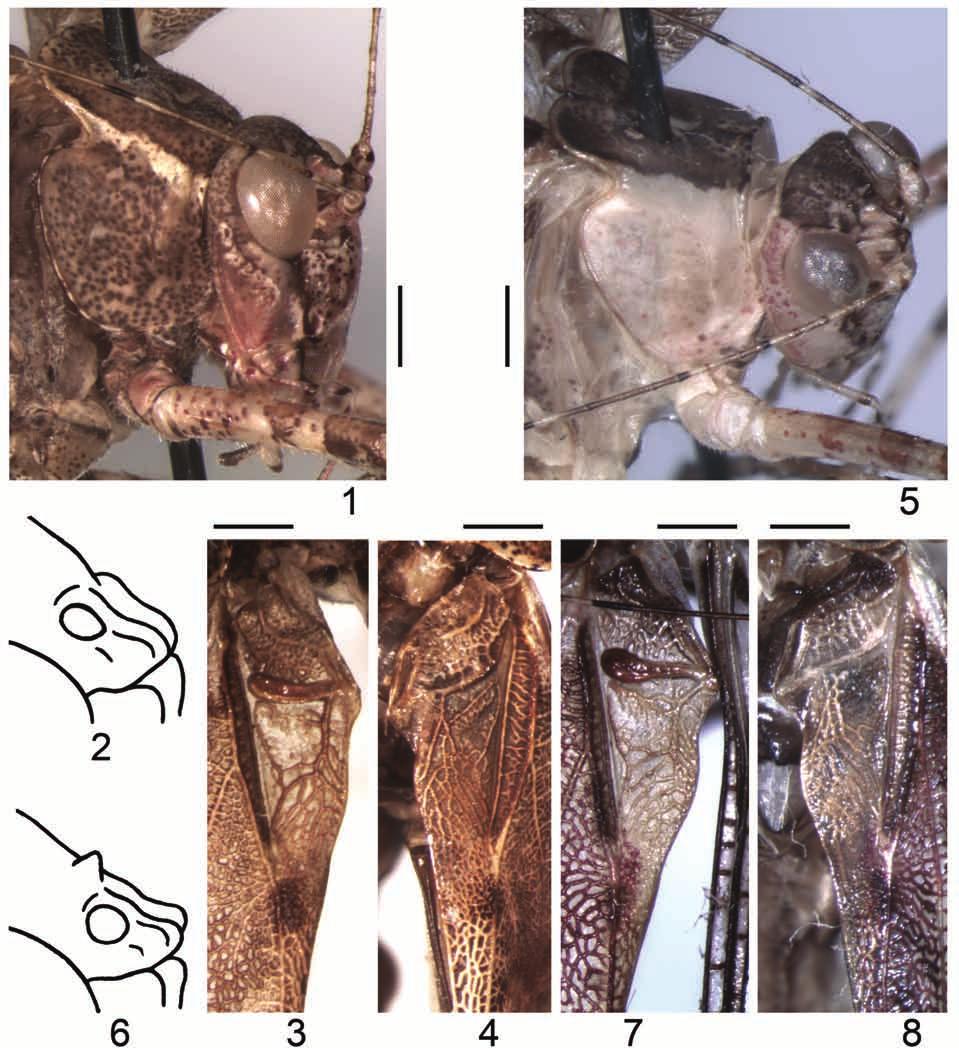 Systematics of American Tettigoniidae 5 483 Figs 1 8. Theia Br.-W.: 1 4 Th. ucayali sp. nov.; 5 8 Th. dives (Giglio-Tos).
