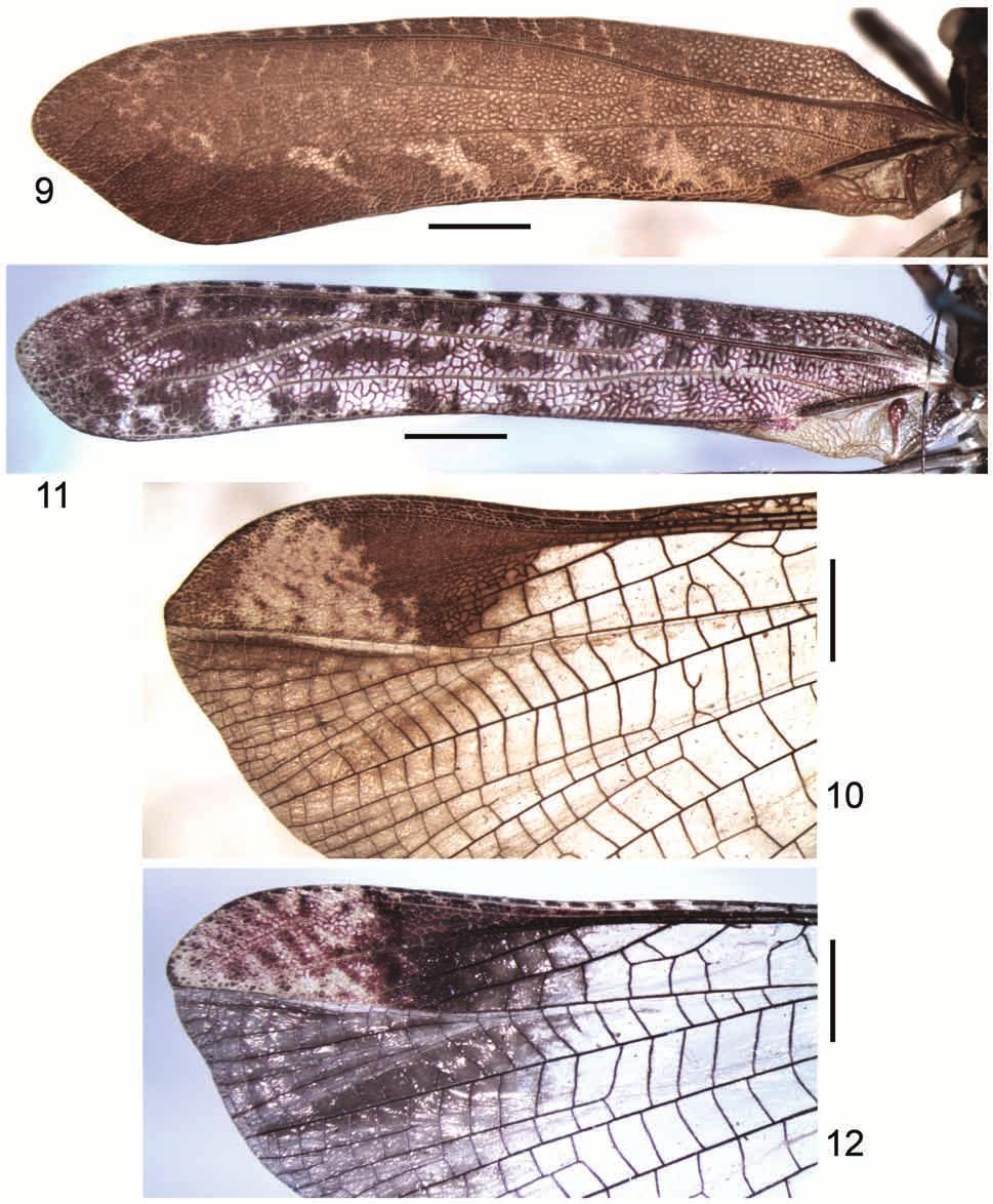 Systematics of American Tettigoniidae 5 485 Figs 9 12. Theia Br.-W.: 9, 10 Th. ucayali sp. nov.