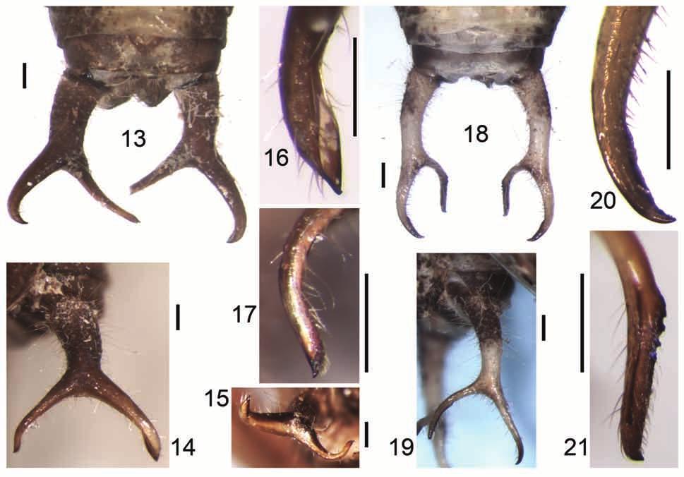 Systematics of American Tettigoniidae 5 487 Figs 13 21. Theia Br.-W., male: 13 17 Th. ucayali sp. nov.; 18 21 Th. dives (Giglio-Tos).