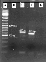 A Moshfe et al: Seroepidemiological Study on Canine Fig. 2: Gel Electrophoresis of PCR products: A: Marker, 100 bp. BوE: Negative Control. C: Leishmania major, 625 bp.