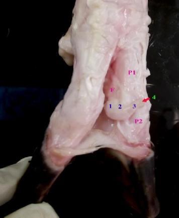 5: Dorsal view of the interdigital region at the hind limb of the Barbados Black Belly sheep showing the parts of the interdigital sinus in situ. A.