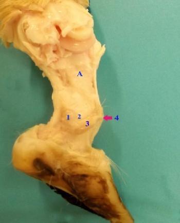 6: Lateral view of the interdigital region at the hind limb of the Barbados Black Belly sheep showing the parts of the interdigital sinus in situ. A&p1.
