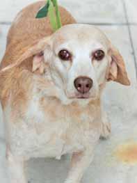 Please call 910-392-0557 to adopt us! Adopt-An-ANGEL Got a girl, her name's Francine, finest thing you ever seen. I got my name from the ZZ Top song because I am one of the finest Beagles ever.