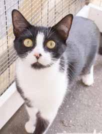Looking forward to seeing you at my door! Spot Hello friends! My name is Lucky (A081244) but you can just call me Mr. Colgate for my fabulous smile.