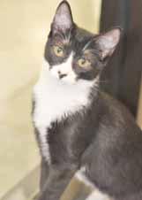 I'm very vocal and enjoy playing with adult cats. I also love to look outside and watch all the birds. Won t you come meet me? CAT: Cat Adoption Team We re at Petsmart 7 days a week. Hey, I'm G.