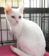Please call 910-253-1375 to adopt us! Cat Tails Khloe We re the Kardashian sisters, Khloe and Kourtney, only we are very nice and really don t care about the limelight!