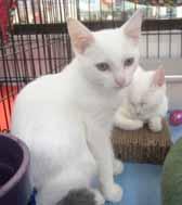 Our sisters and brother were adopted so we are the last ones to go. We are only 7-months-old and as you can see, we are white cats. Come visit and take us home.
