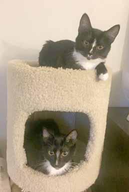 We are twins who are about 8 to 9-monthsold. We are super sweet and playful!