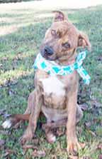 New Hanover Sheriff s Office Animal Services Unit Please call 910-798-7500 to adopt us! OPEN SATURDAYS! Hi, my name is Frisco (A331100) and I m a 1-year-old Rottweiler mix.